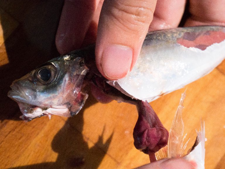 竹筴魚處理方法 步驟7
