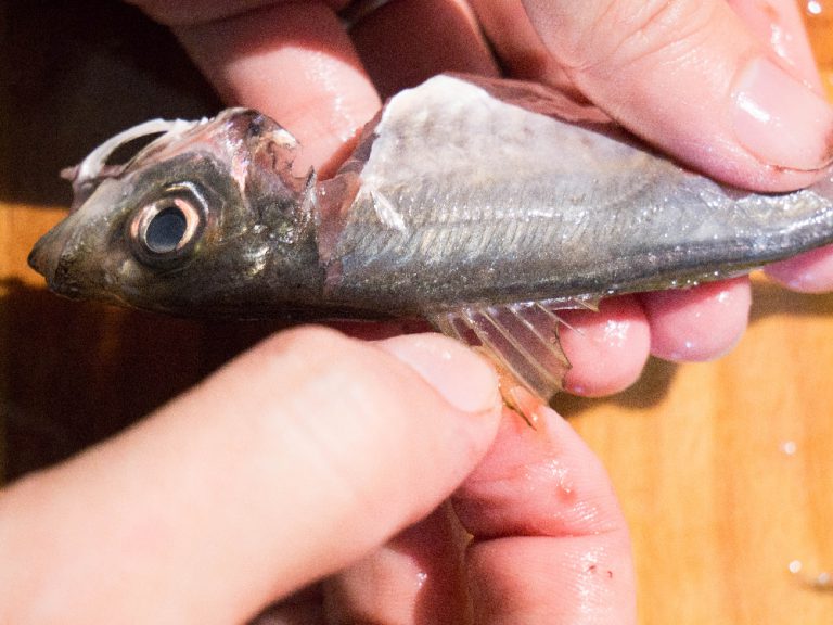 竹筴魚處理方法 步驟10